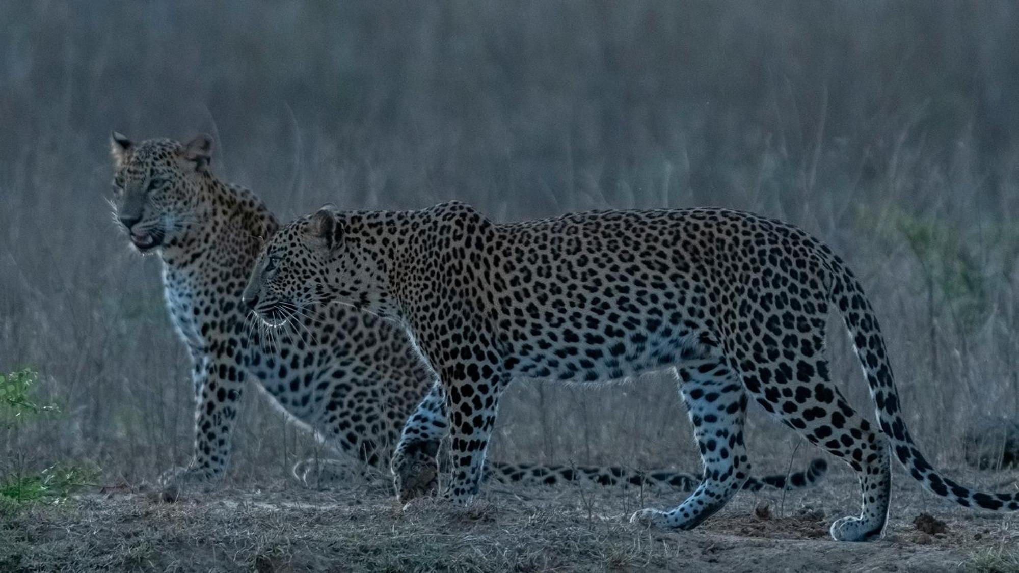 Yala Podi Hoona Bush Camp Hotel Buitenkant foto