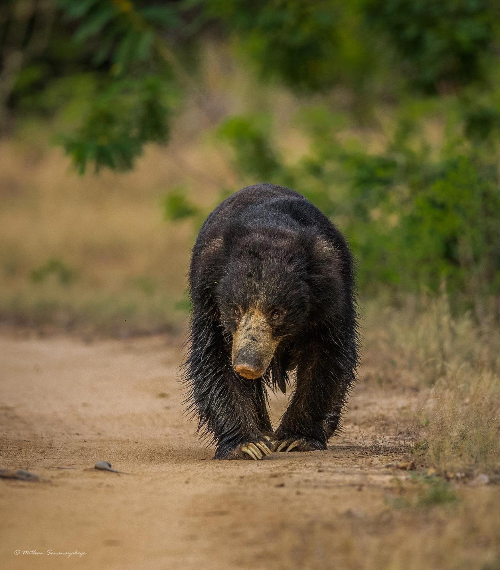 Yala Podi Hoona Bush Camp Hotel Buitenkant foto
